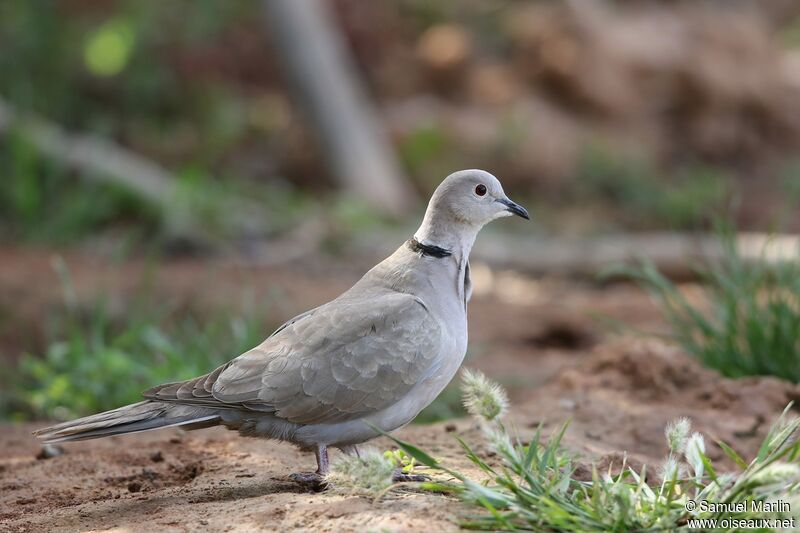 Eurasian Collared Doveadult