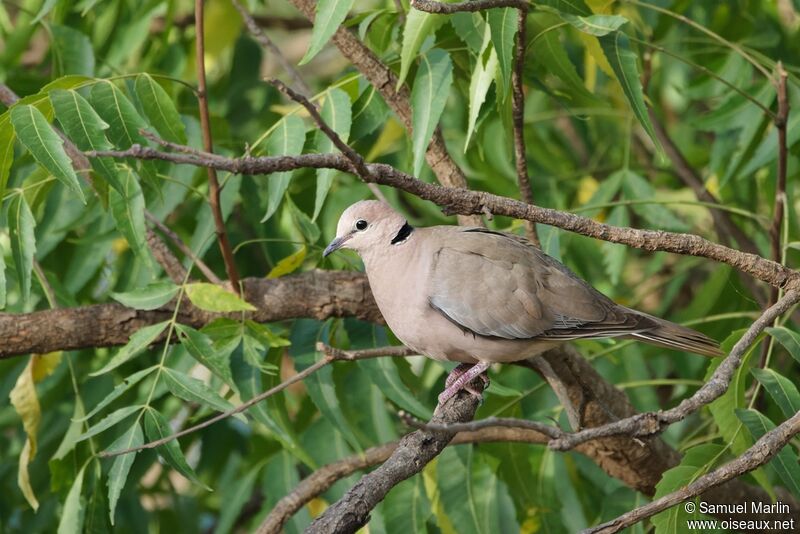 Vinaceous Dove