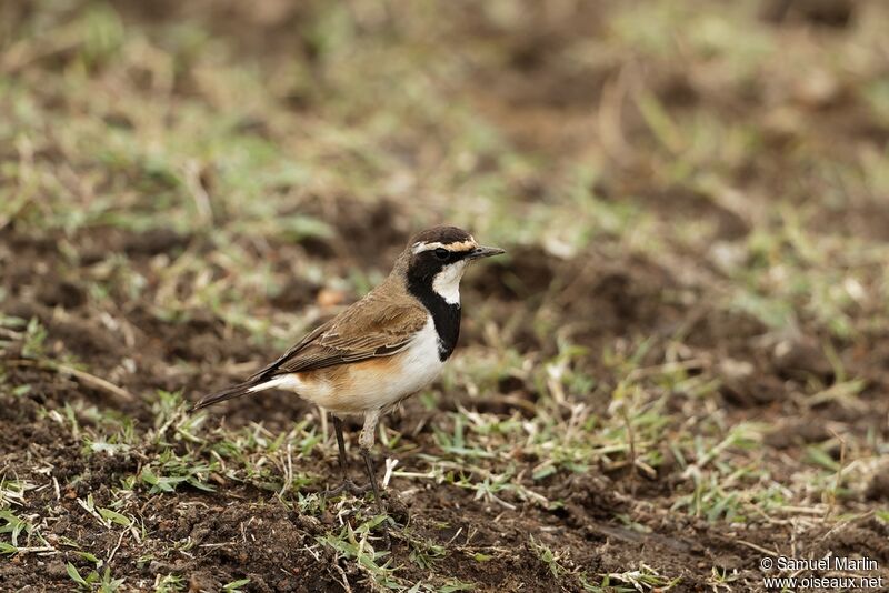 Capped Wheatearadult