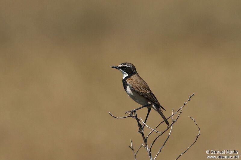 Capped Wheatearadult