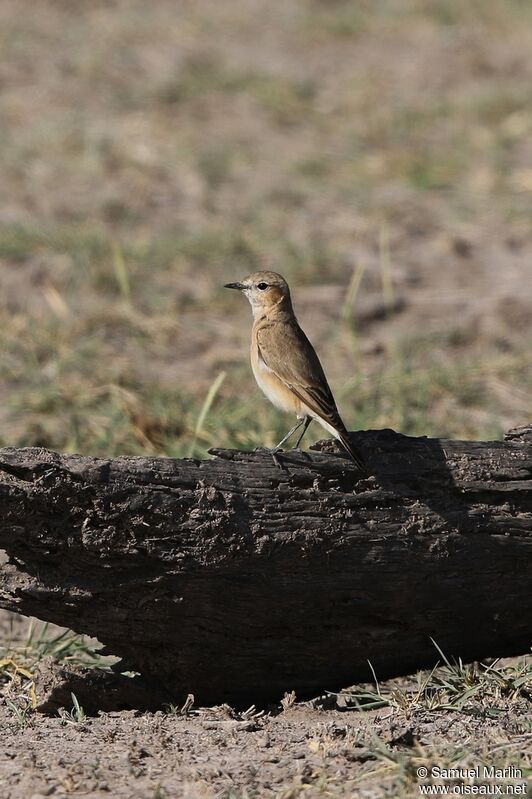 Isabelline Wheatearadult