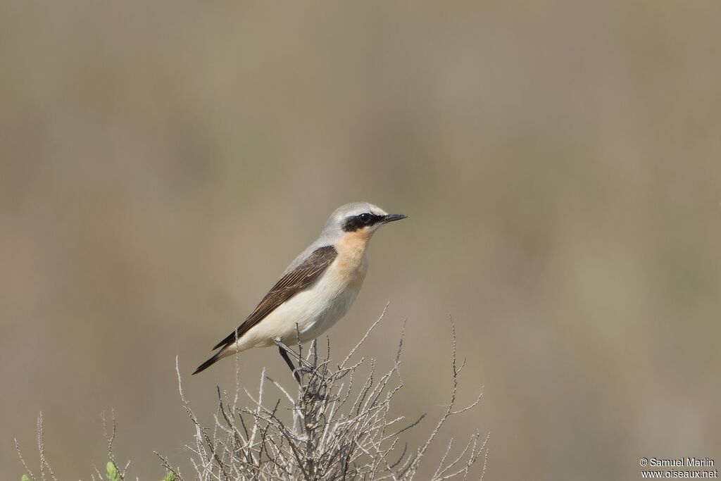 Northern Wheatear