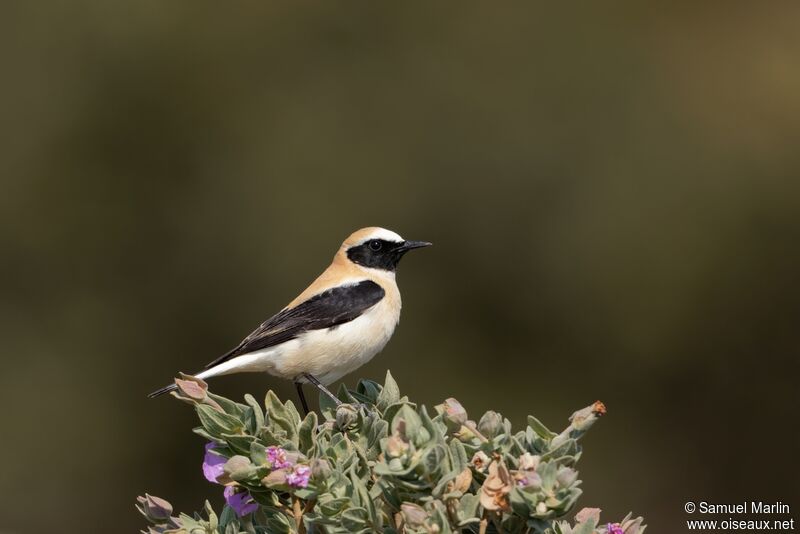 Western Black-eared Wheatear male adult