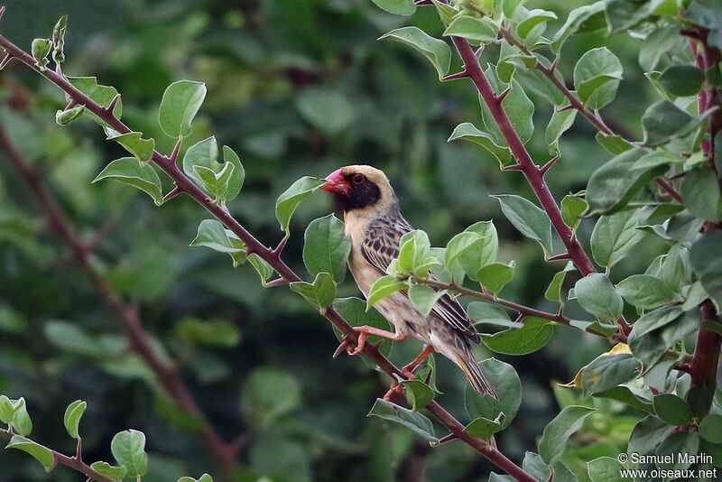 Red-billed Quelea male adult