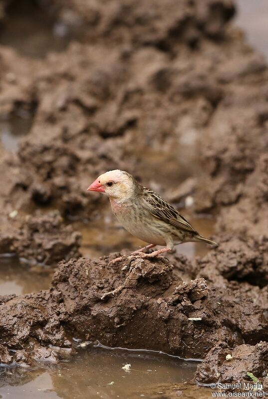 Red-billed Queleaadult