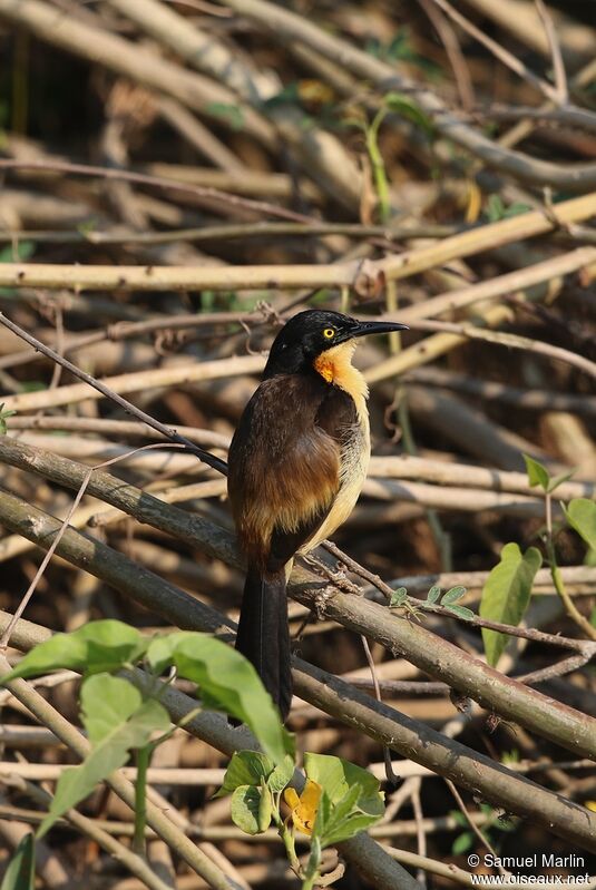 Black-capped Donacobiusadult