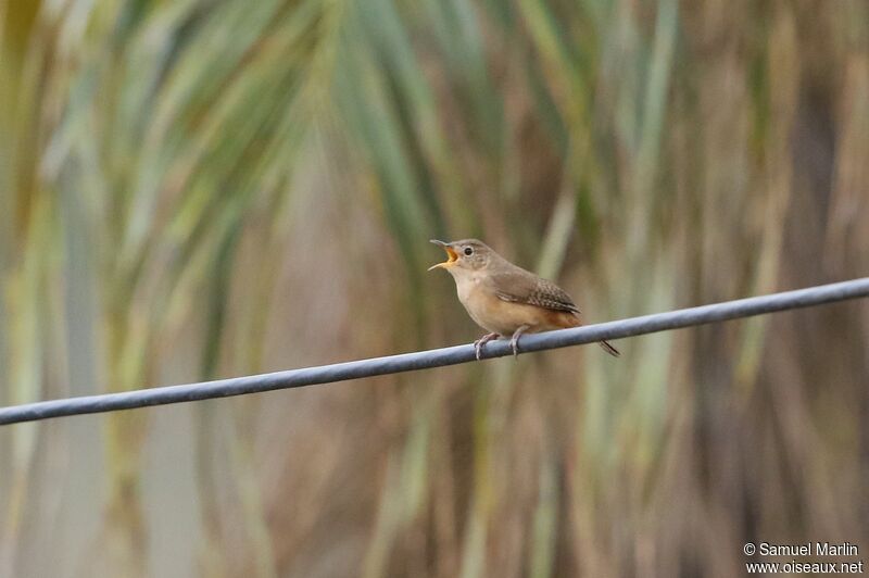 Southern House Wrenadult