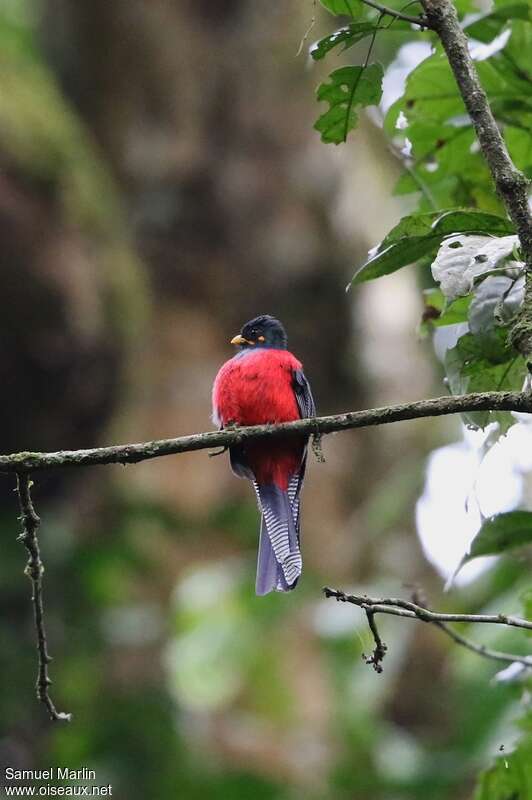 Trogon à queue barrée mâle adulte, identification