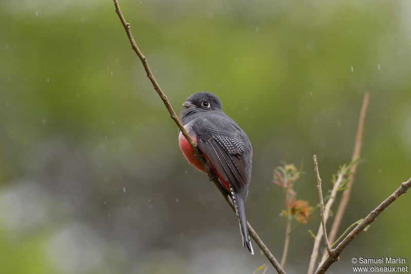 Trogon couroucou femelle adulte