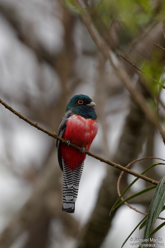 Trogon couroucou mâle adulte