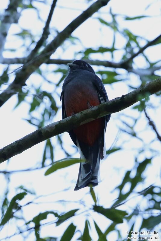 Trogon surucua mâle adulte