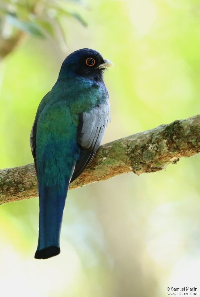 Trogon surucua