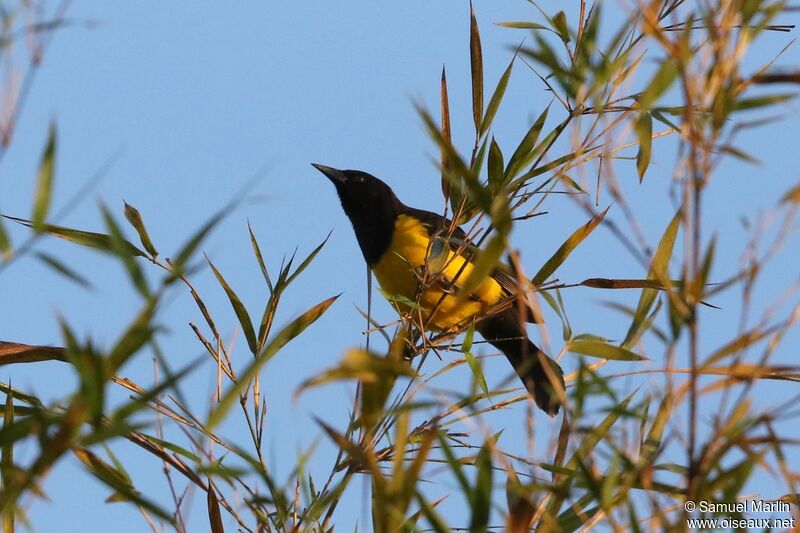 Yellow-rumped Marshbird