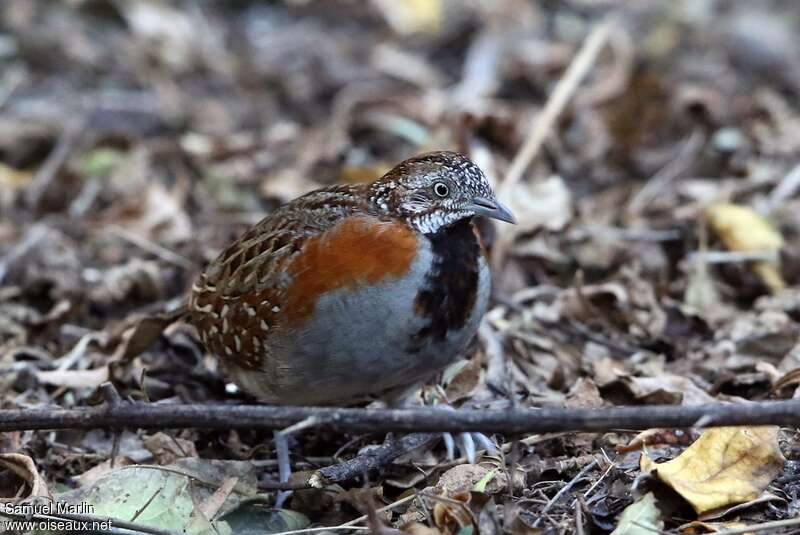 Madagascar Buttonquail male adult, identification