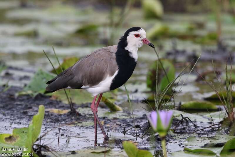 Long-toed Lapwingadult, identification