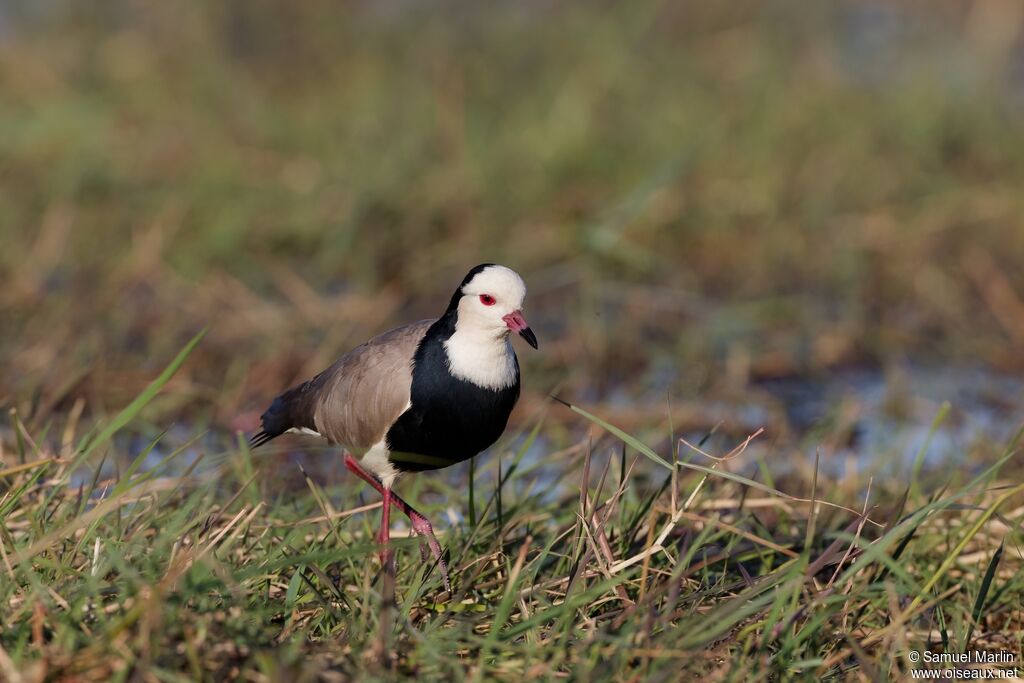 Vanneau à ailes blanchesadulte