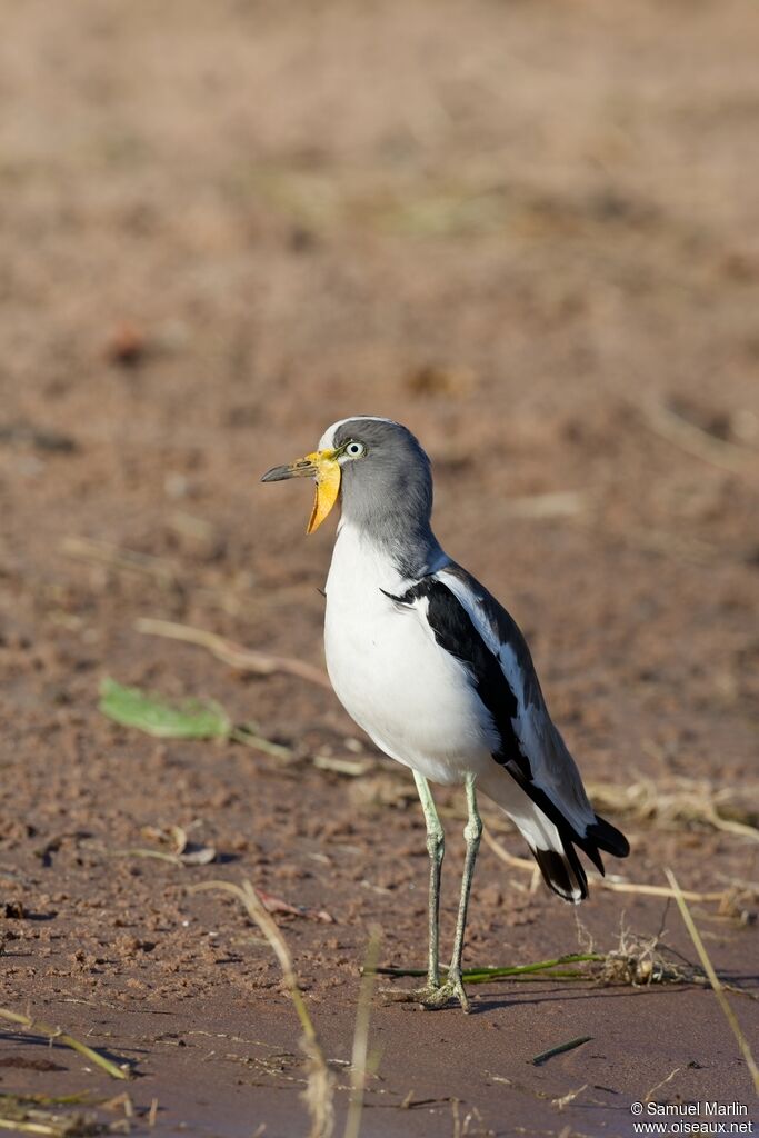 Vanneau à tête blanche mâle adulte, parade