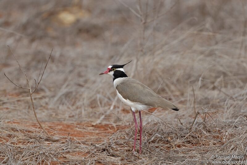 Black-headed Lapwingadult