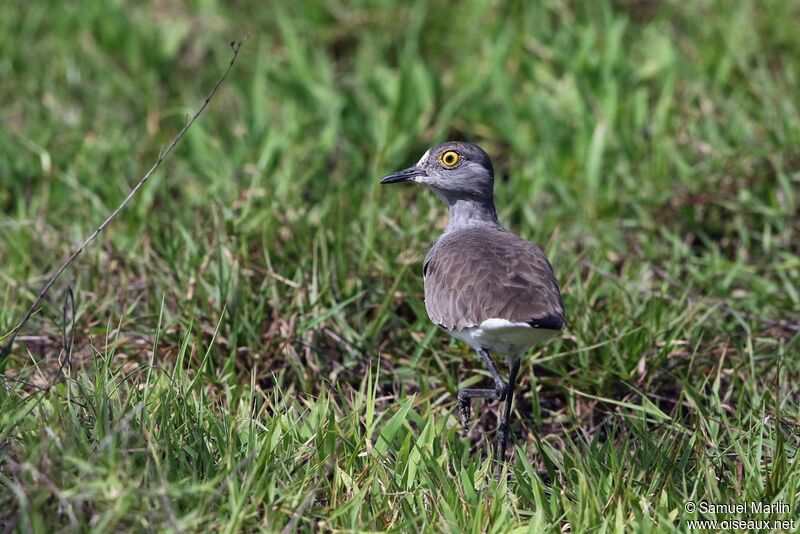 Senegal Lapwingadult