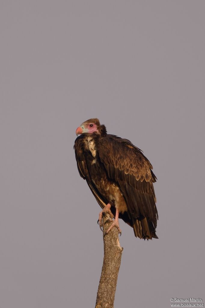 Vautour à tête blancheadulte