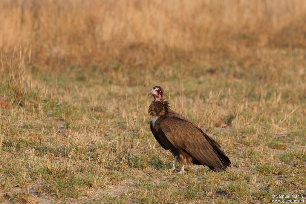 Vautour charognardadulte