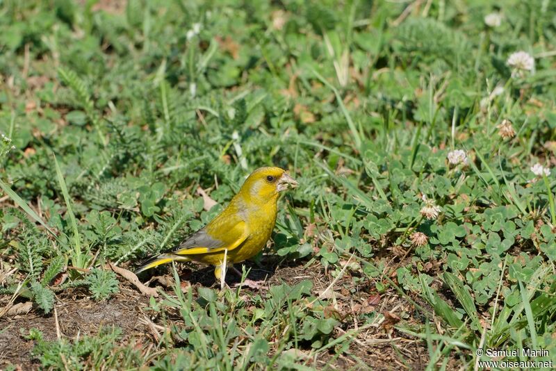 European Greenfinch male adult