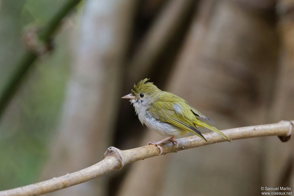 White-bellied Erpornisadult