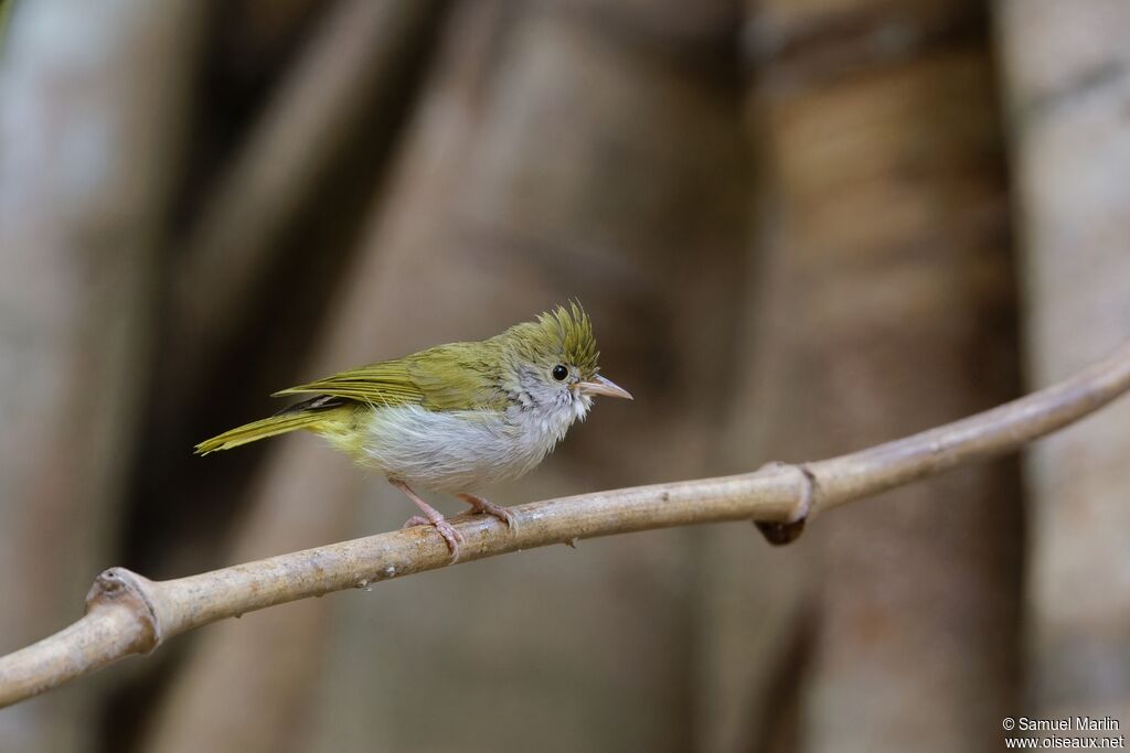 Yuhina à ventre blancadulte