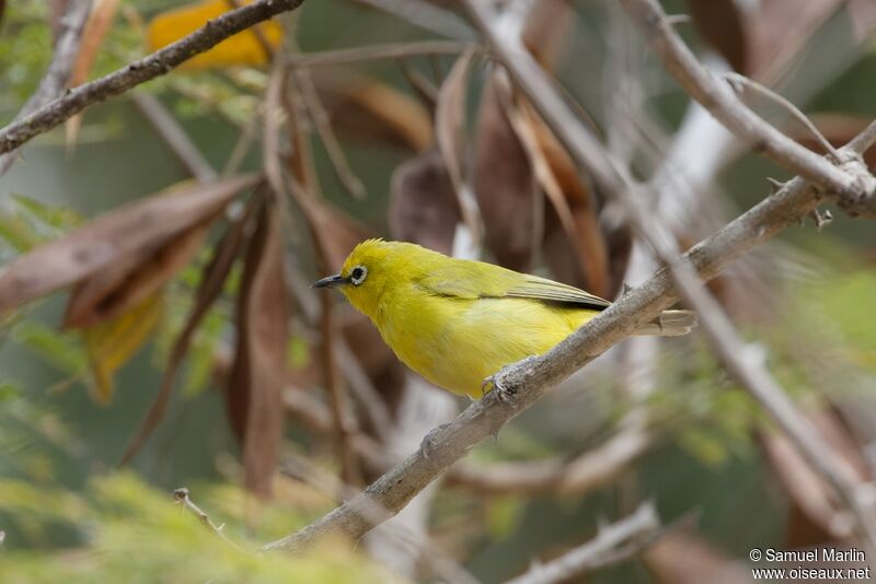 Northern Yellow White-eyeadult