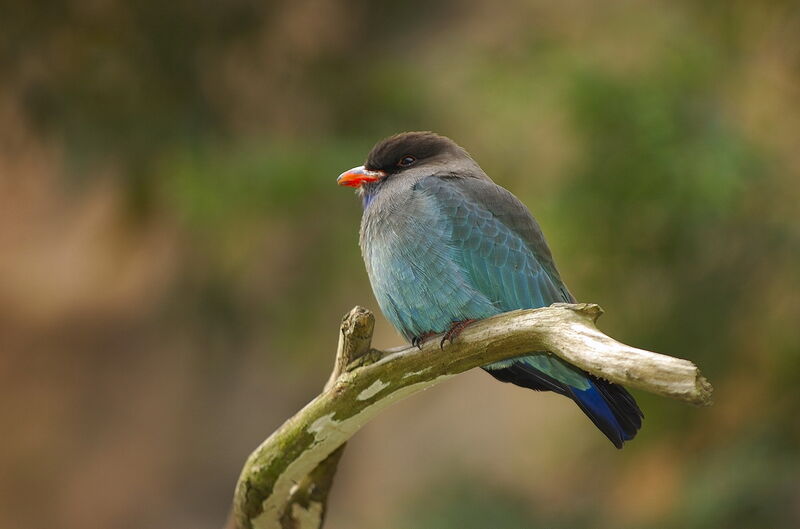 Oriental Dollarbird