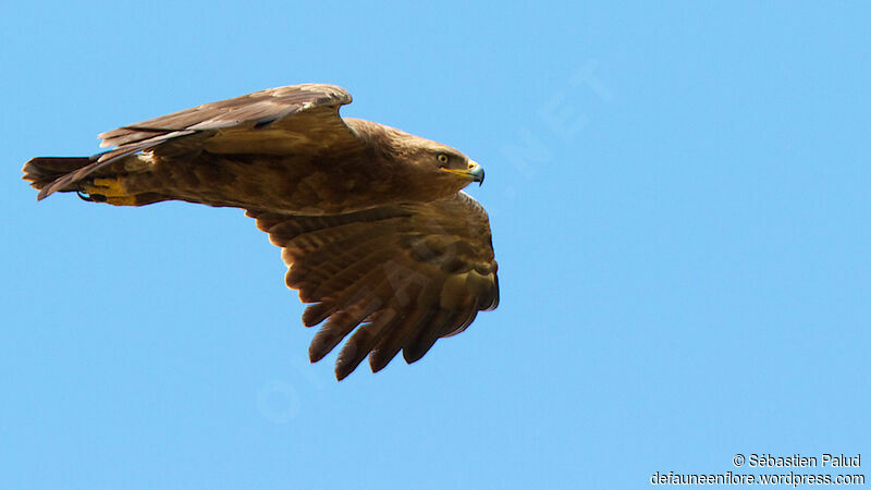 Aigle pomarin