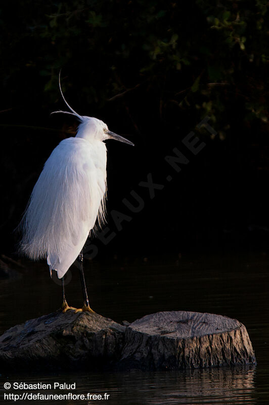 Little Egret