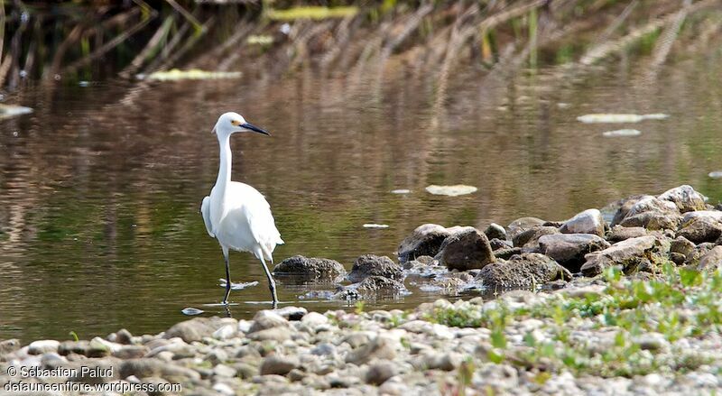 Snowy Egret