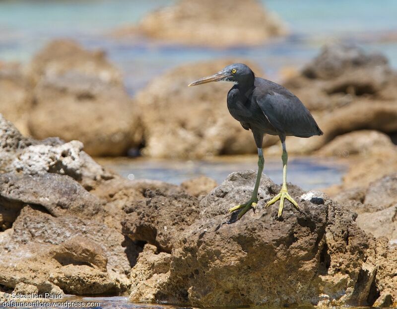 Pacific Reef Heron