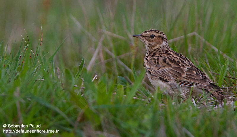 Woodlark