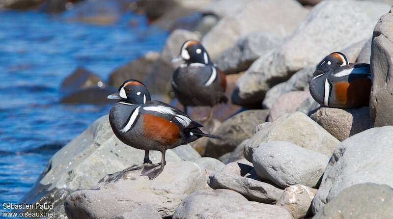 Harlequin Duck male adult breeding, habitat, pigmentation