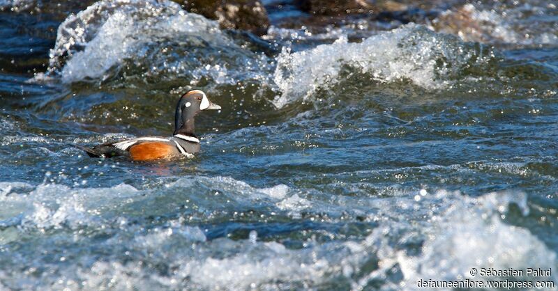 Harlequin Duckadult breeding