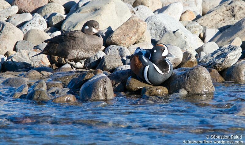 Harlequin Duck 