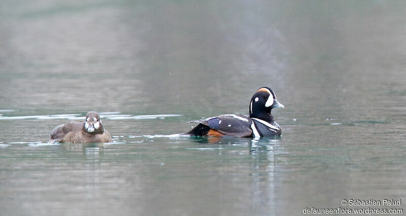 Harlequin Duckadult breeding