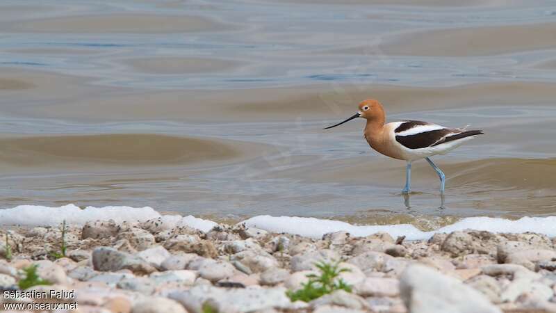 Avocette d'Amérique mâle adulte nuptial, habitat, pigmentation