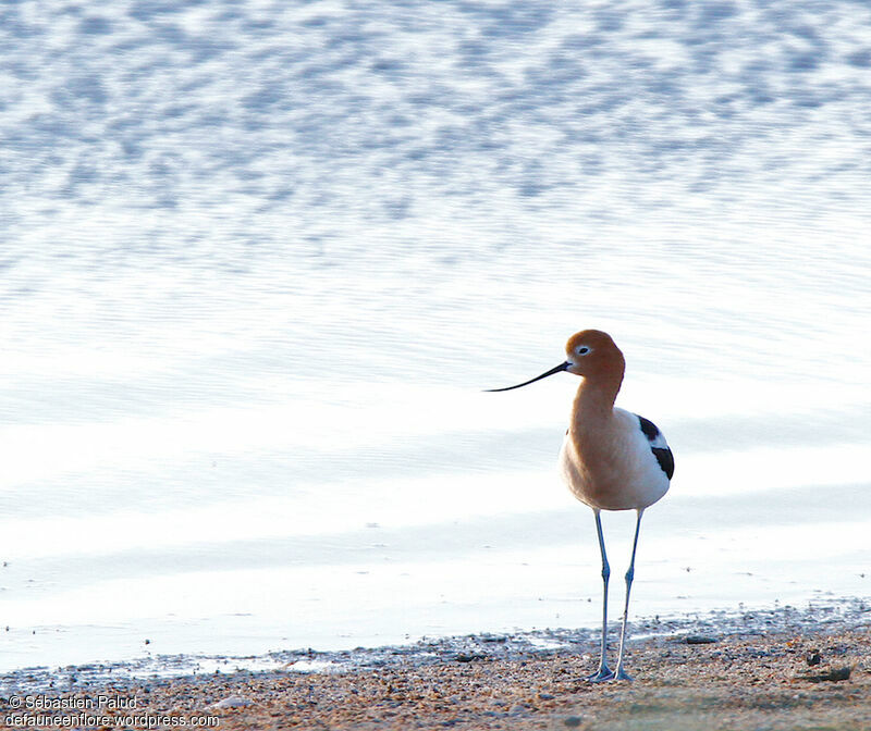 Avocette d'Amérique femelle adulte nuptial