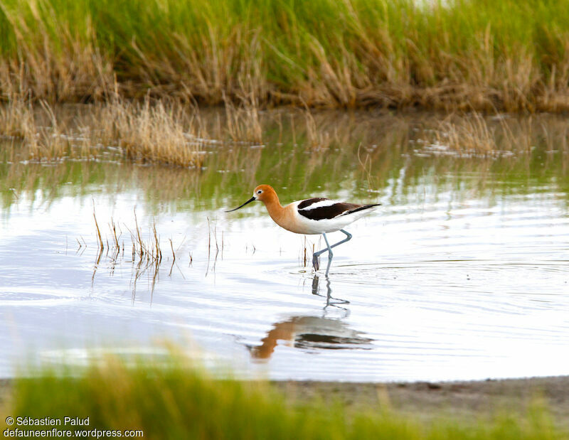 American Avocet female adult breeding