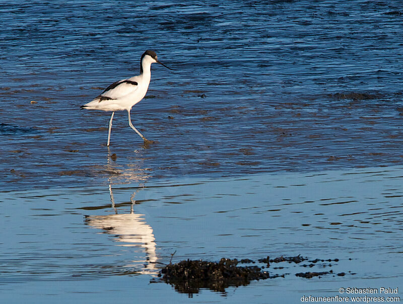 Avocette élégante