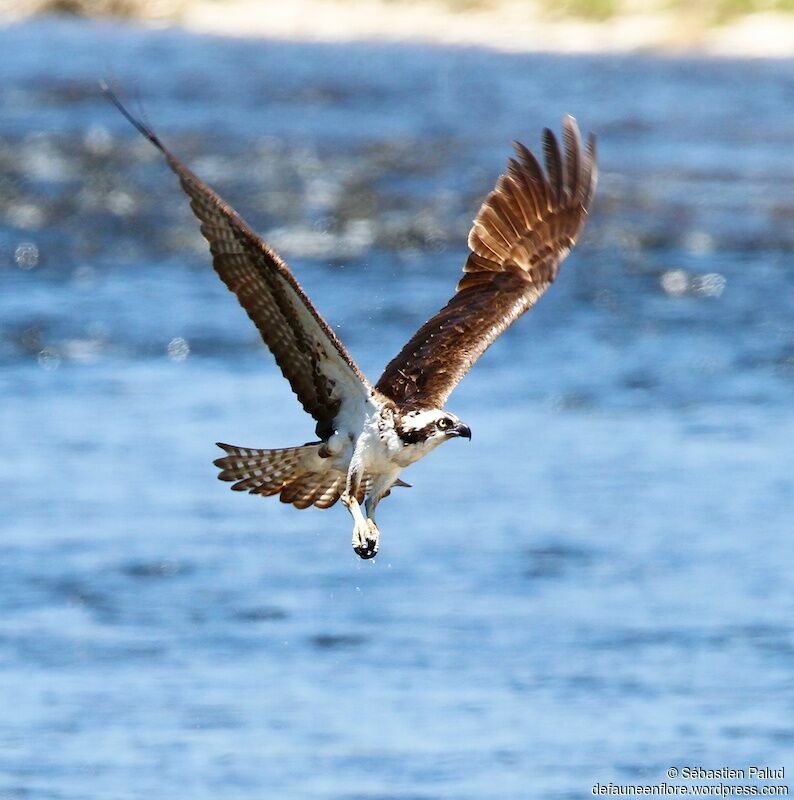 Balbuzard pêcheur