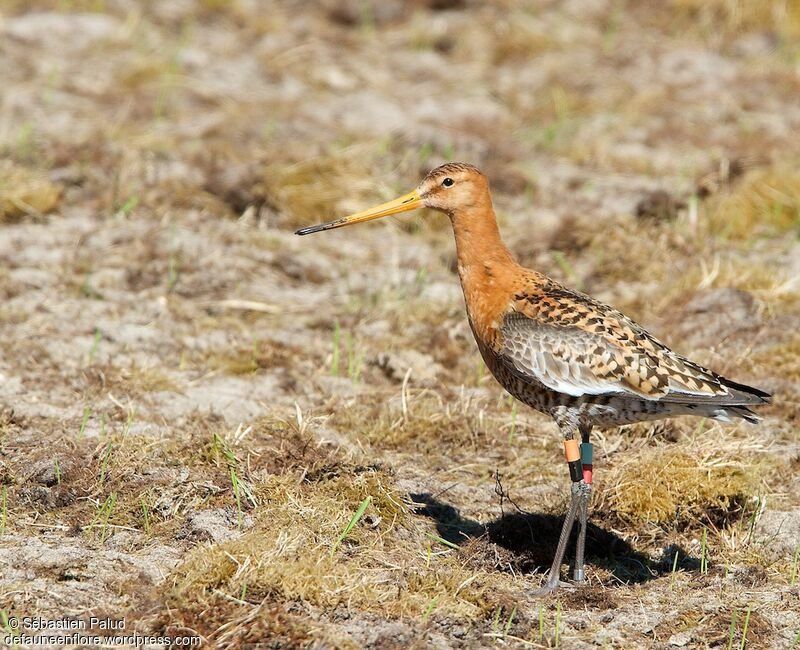 Black-tailed Godwit