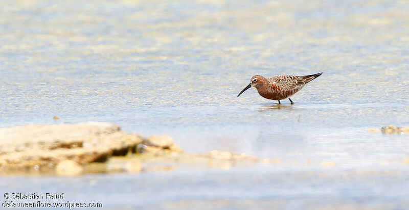 Curlew Sandpiperadult