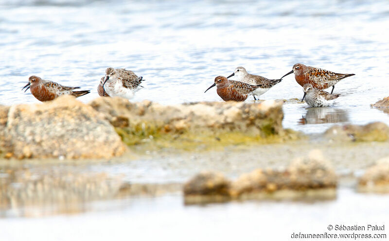 Curlew Sandpiper