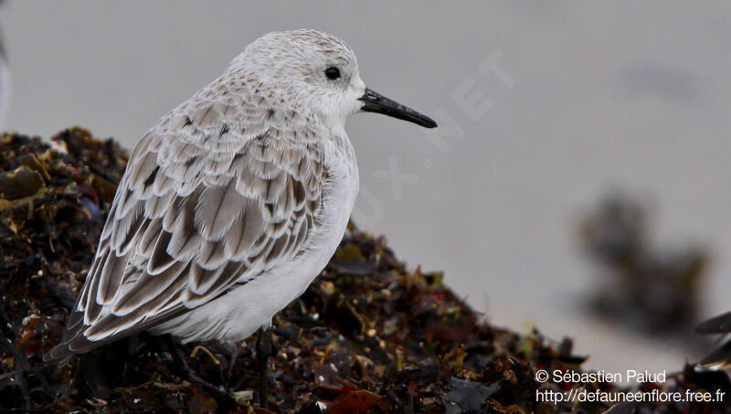 Bécasseau sanderling