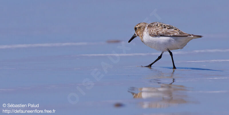 Bécasseau sanderling