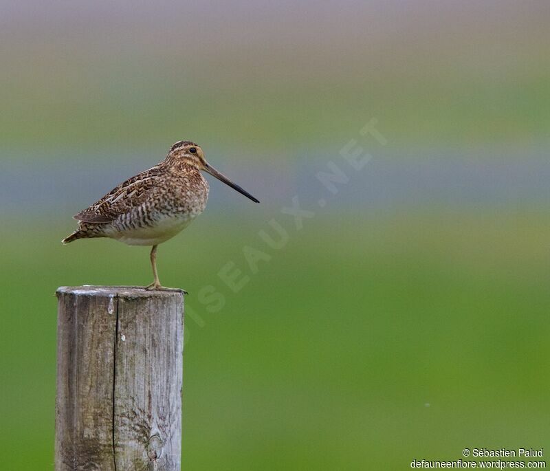 Common Snipe